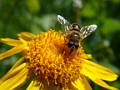 F60 arnica montana de philippe codet 